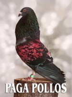 /album/palomos-ganadores/a1337332821-paga-pollos-jpg/